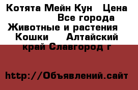 Котята Мейн Кун › Цена ­ 15 000 - Все города Животные и растения » Кошки   . Алтайский край,Славгород г.